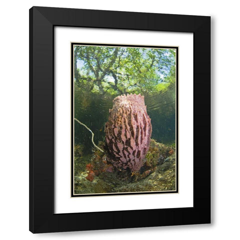 Indonesia, Misool Isl Barrel spong in mangrove Black Modern Wood Framed Art Print with Double Matting by Shimlock, Jones