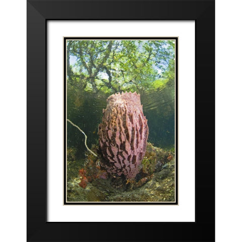 Indonesia, Misool Isl Barrel spong in mangrove Black Modern Wood Framed Art Print with Double Matting by Shimlock, Jones