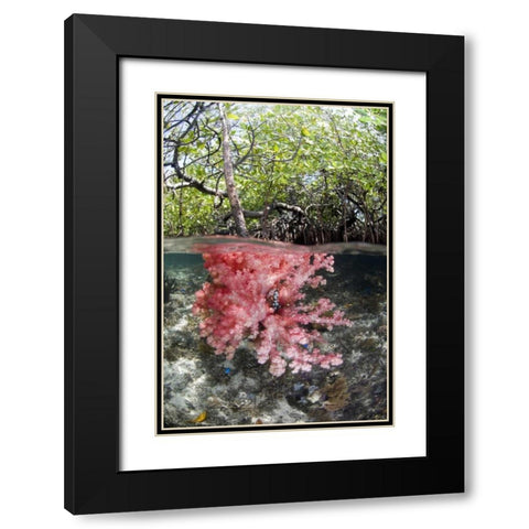 Indonesia, Misool Islands Coral amid mangroves Black Modern Wood Framed Art Print with Double Matting by Shimlock, Jones
