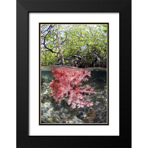 Indonesia, Misool Islands Coral amid mangroves Black Modern Wood Framed Art Print with Double Matting by Shimlock, Jones