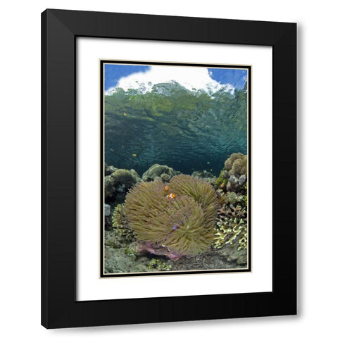 Indonesia Coral grows near surface in mangrove Black Modern Wood Framed Art Print with Double Matting by Shimlock, Jones
