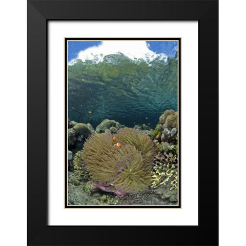 Indonesia Coral grows near surface in mangrove Black Modern Wood Framed Art Print with Double Matting by Shimlock, Jones