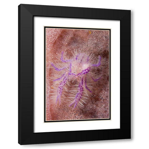 Indonesia Squat lobster and barrel sponges Black Modern Wood Framed Art Print with Double Matting by Shimlock, Jones
