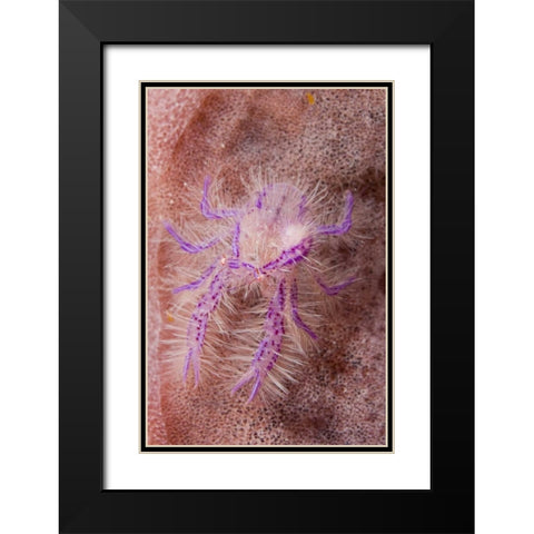 Indonesia Squat lobster and barrel sponges Black Modern Wood Framed Art Print with Double Matting by Shimlock, Jones