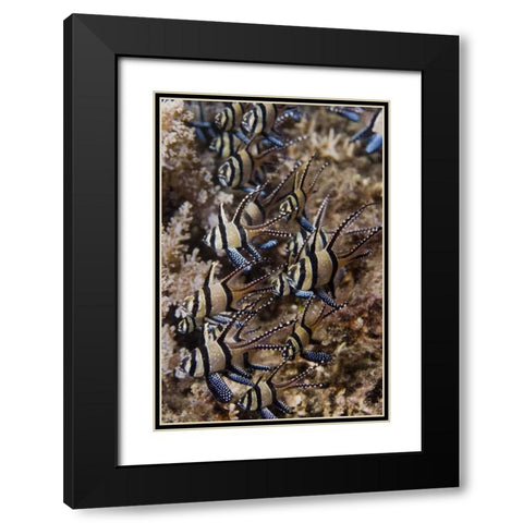 Indonesia, Sulawesi, Banggai cardinalfish Black Modern Wood Framed Art Print with Double Matting by Shimlock, Jones