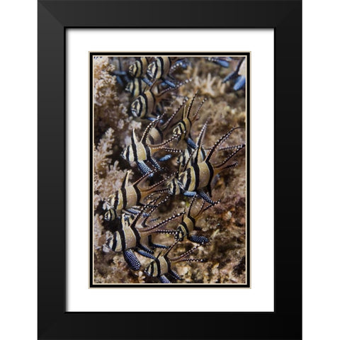 Indonesia, Sulawesi, Banggai cardinalfish Black Modern Wood Framed Art Print with Double Matting by Shimlock, Jones