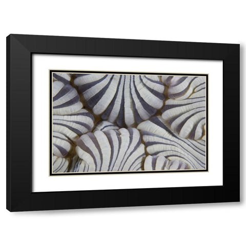 Indonesia, Lembeh Straits Sea anemone mouth Black Modern Wood Framed Art Print with Double Matting by Shimlock, Jones