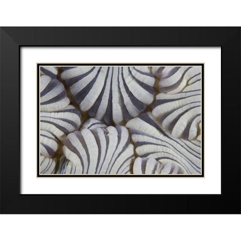 Indonesia, Lembeh Straits Sea anemone mouth Black Modern Wood Framed Art Print with Double Matting by Shimlock, Jones