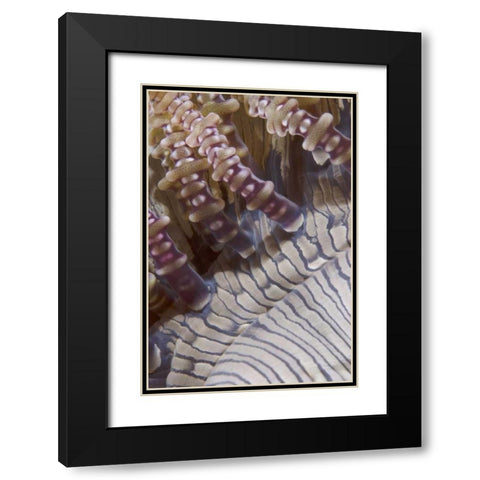 Indonesia, Ringed tentacles of an anemone Black Modern Wood Framed Art Print with Double Matting by Shimlock, Jones