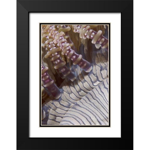 Indonesia, Ringed tentacles of an anemone Black Modern Wood Framed Art Print with Double Matting by Shimlock, Jones