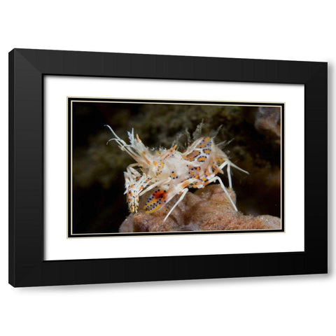 Indonesia, Sulawesi Island Tiny tiger shrimp Black Modern Wood Framed Art Print with Double Matting by Shimlock, Jones