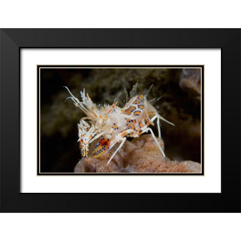 Indonesia, Sulawesi Island Tiny tiger shrimp Black Modern Wood Framed Art Print with Double Matting by Shimlock, Jones