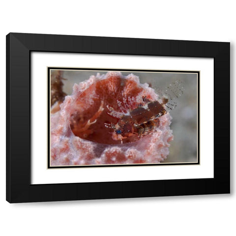 Indonesia Zebra fish atop a tube sponge Black Modern Wood Framed Art Print with Double Matting by Shimlock, Jones