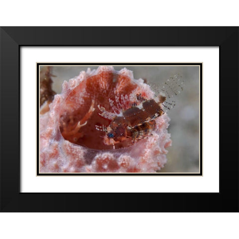 Indonesia Zebra fish atop a tube sponge Black Modern Wood Framed Art Print with Double Matting by Shimlock, Jones