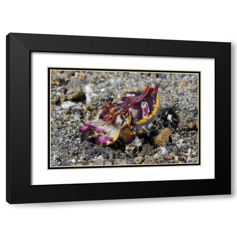 Indonesia, A Pfeffers flamboyant cuttlefish Black Modern Wood Framed Art Print with Double Matting by Shimlock, Jones