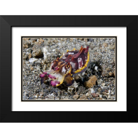 Indonesia, A Pfeffers flamboyant cuttlefish Black Modern Wood Framed Art Print with Double Matting by Shimlock, Jones