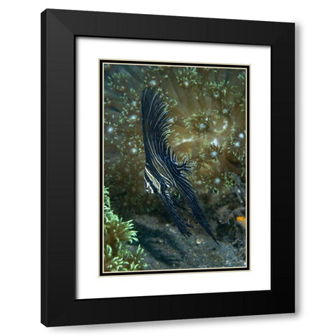 Indonesia Sulawesi Isl, Zebra batfish amid coral Black Modern Wood Framed Art Print with Double Matting by Shimlock, Jones