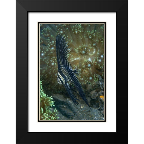 Indonesia Sulawesi Isl, Zebra batfish amid coral Black Modern Wood Framed Art Print with Double Matting by Shimlock, Jones