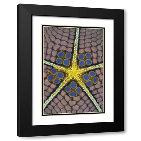 Indonesia, Sulawesi Isl Pentagon sea star Black Modern Wood Framed Art Print with Double Matting by Shimlock, Jones