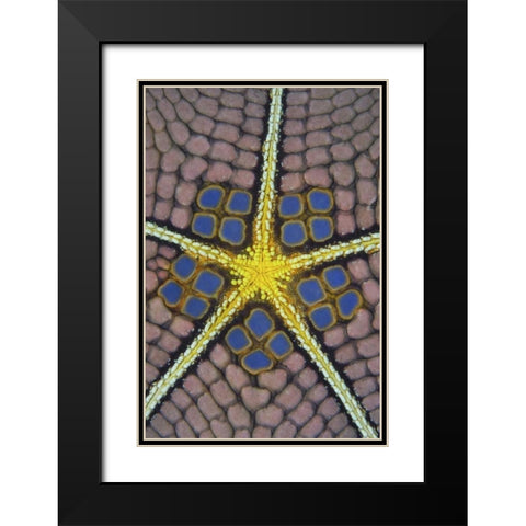 Indonesia, Sulawesi Isl Pentagon sea star Black Modern Wood Framed Art Print with Double Matting by Shimlock, Jones