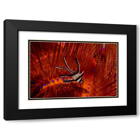 Indonesia, Sulawesi A banggai cardinalfish Black Modern Wood Framed Art Print with Double Matting by Shimlock, Jones