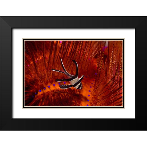 Indonesia, Sulawesi A banggai cardinalfish Black Modern Wood Framed Art Print with Double Matting by Shimlock, Jones