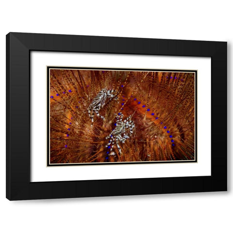 Indonesia Zebra crabs on sea urchins Black Modern Wood Framed Art Print with Double Matting by Shimlock, Jones