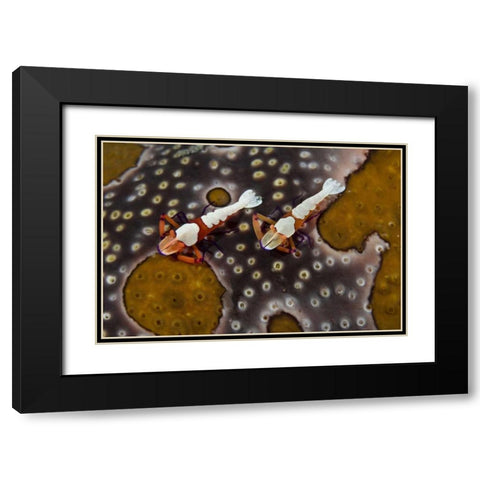 Indonesia Imperial shrimps on a sea cucumber Black Modern Wood Framed Art Print with Double Matting by Shimlock, Jones