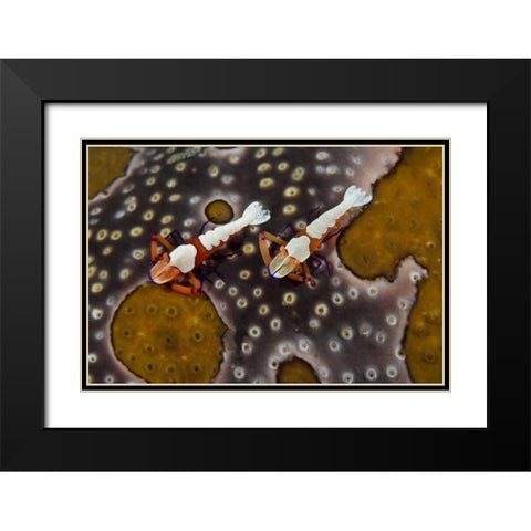 Indonesia Imperial shrimps on a sea cucumber Black Modern Wood Framed Art Print with Double Matting by Shimlock, Jones