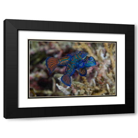 Indonesia, Sulawesi Island Mandarinfish mating Black Modern Wood Framed Art Print with Double Matting by Shimlock, Jones