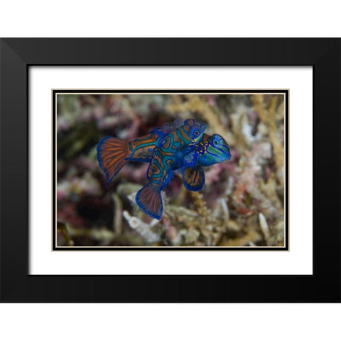 Indonesia, Sulawesi Island Mandarinfish mating Black Modern Wood Framed Art Print with Double Matting by Shimlock, Jones