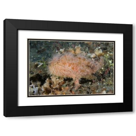 Indonesia, Lembeh Straits An anglerfish profile Black Modern Wood Framed Art Print with Double Matting by Shimlock, Jones