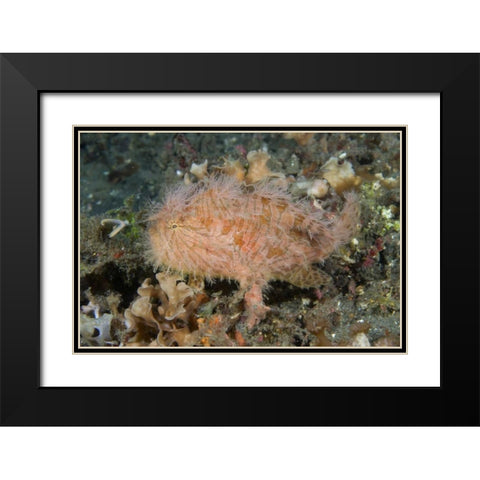 Indonesia, Lembeh Straits An anglerfish profile Black Modern Wood Framed Art Print with Double Matting by Shimlock, Jones