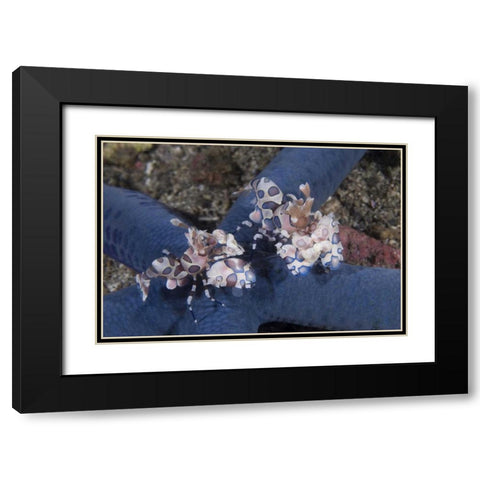 Indonesia, Lembeh Straits Harlequin shrimp Black Modern Wood Framed Art Print with Double Matting by Shimlock, Jones