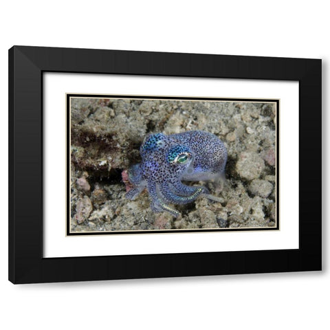 Indonesia Bobtail squid burrows into sea floor Black Modern Wood Framed Art Print with Double Matting by Shimlock, Jones