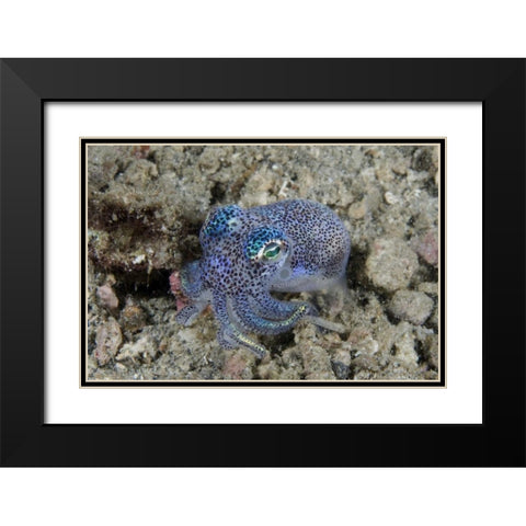 Indonesia Bobtail squid burrows into sea floor Black Modern Wood Framed Art Print with Double Matting by Shimlock, Jones