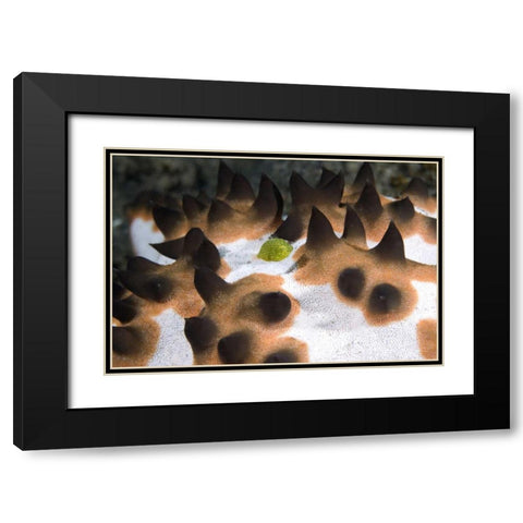 Indonesia, Green juvenile surgeonfish hides Black Modern Wood Framed Art Print with Double Matting by Shimlock, Jones