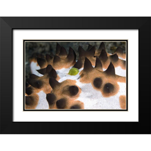 Indonesia, Green juvenile surgeonfish hides Black Modern Wood Framed Art Print with Double Matting by Shimlock, Jones