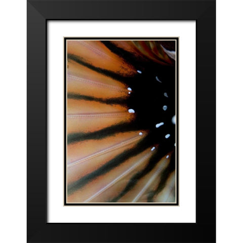 Indonesia, Sulawesi Isl, Lembeh Straits Lionfish Black Modern Wood Framed Art Print with Double Matting by Shimlock, Jones