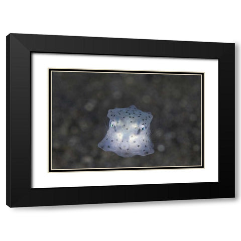 Indonesia, Sulawesi Island, Juvenile boxfish Black Modern Wood Framed Art Print with Double Matting by Shimlock, Jones