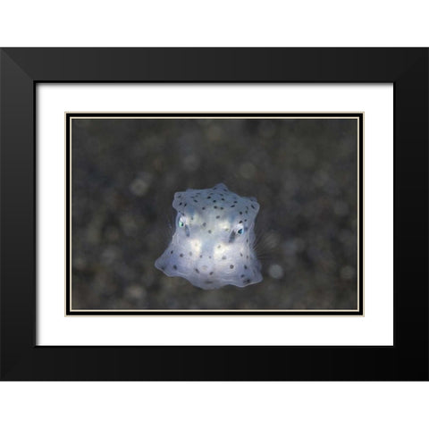 Indonesia, Sulawesi Island, Juvenile boxfish Black Modern Wood Framed Art Print with Double Matting by Shimlock, Jones