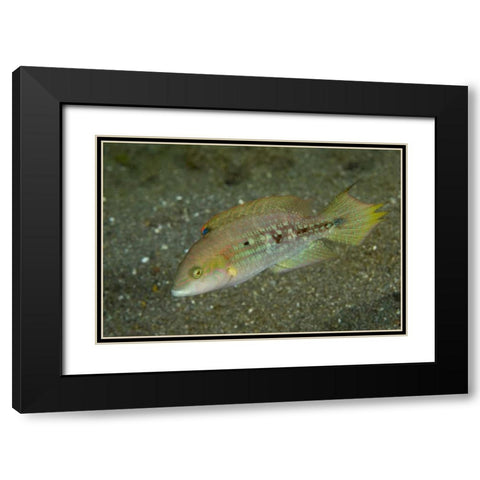 Indonesia, Sulawesi Island Parrotfish swimming Black Modern Wood Framed Art Print with Double Matting by Shimlock, Jones