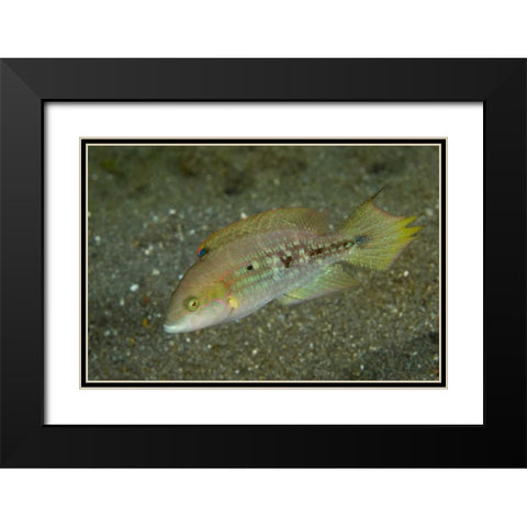 Indonesia, Sulawesi Island Parrotfish swimming Black Modern Wood Framed Art Print with Double Matting by Shimlock, Jones