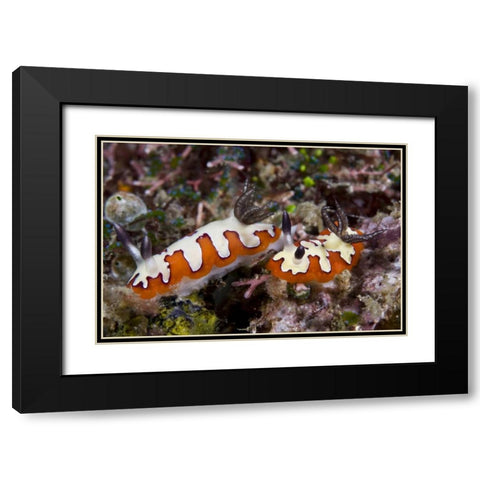 Indonesia, Lembeh Straits Two nudibranch feeding Black Modern Wood Framed Art Print with Double Matting by Shimlock, Jones