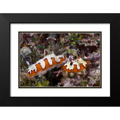 Indonesia, Lembeh Straits Two nudibranch feeding Black Modern Wood Framed Art Print with Double Matting by Shimlock, Jones