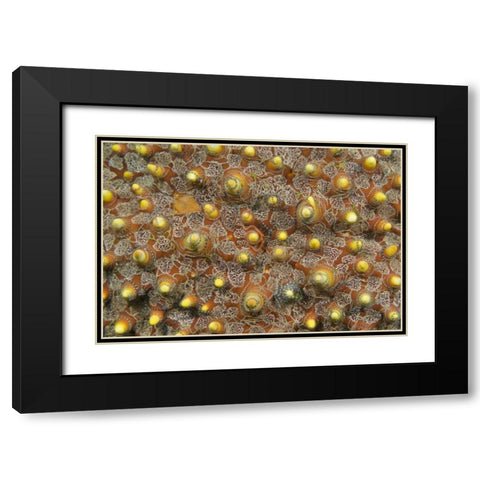 Indonesia, Lembeh Straits Tiny brittle stars Black Modern Wood Framed Art Print with Double Matting by Shimlock, Jones