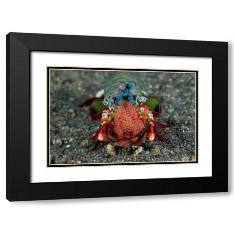 Indonesia Female Mantis shrimp with eggs Black Modern Wood Framed Art Print with Double Matting by Shimlock, Jones