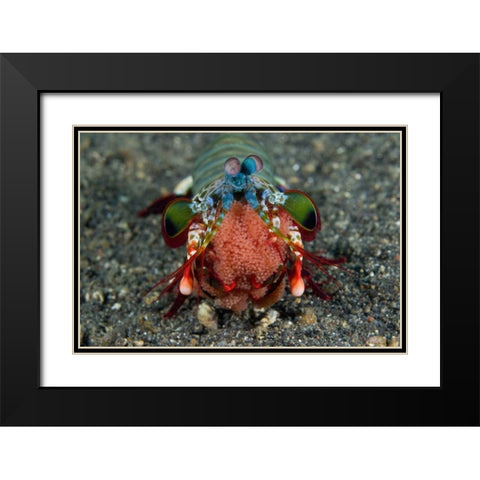 Indonesia Female Mantis shrimp with eggs Black Modern Wood Framed Art Print with Double Matting by Shimlock, Jones