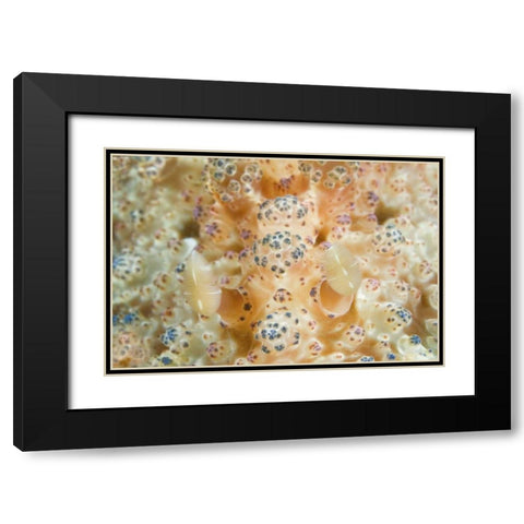 Indonesia, Sulawesi Isl Two nudibranch on coral Black Modern Wood Framed Art Print with Double Matting by Shimlock, Jones