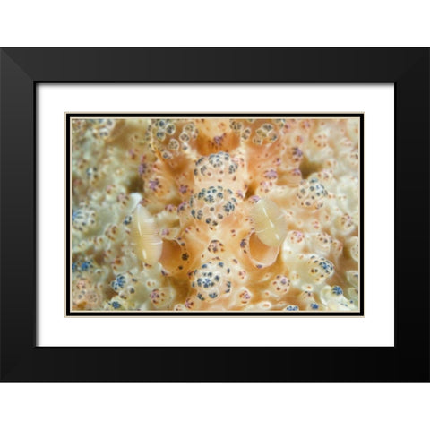 Indonesia, Sulawesi Isl Two nudibranch on coral Black Modern Wood Framed Art Print with Double Matting by Shimlock, Jones